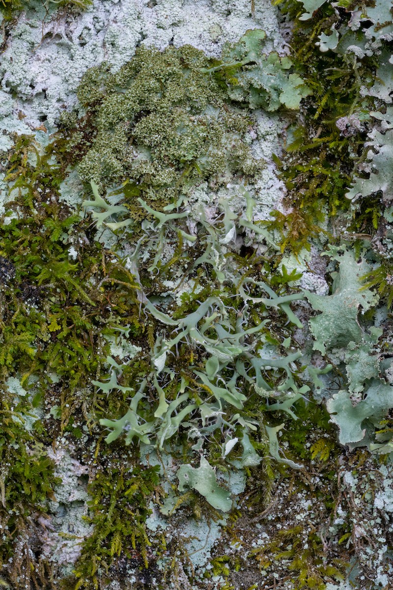 Shield Lichen photo 3