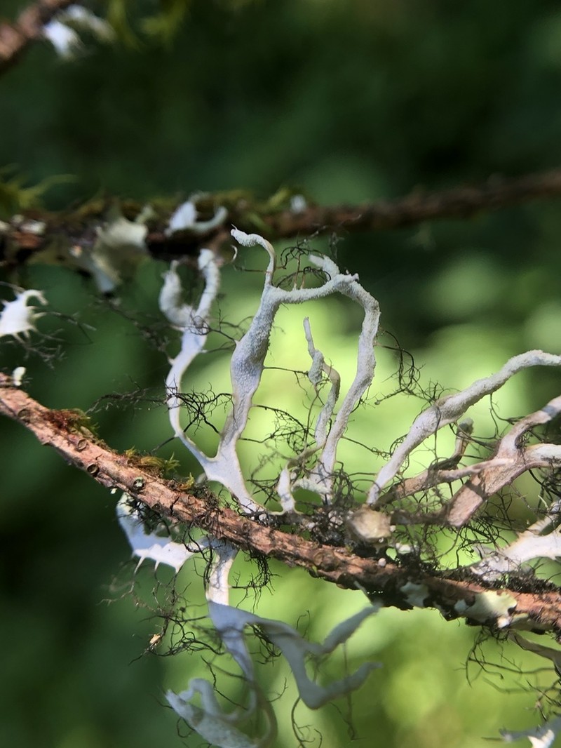 Shield Lichen photo 4