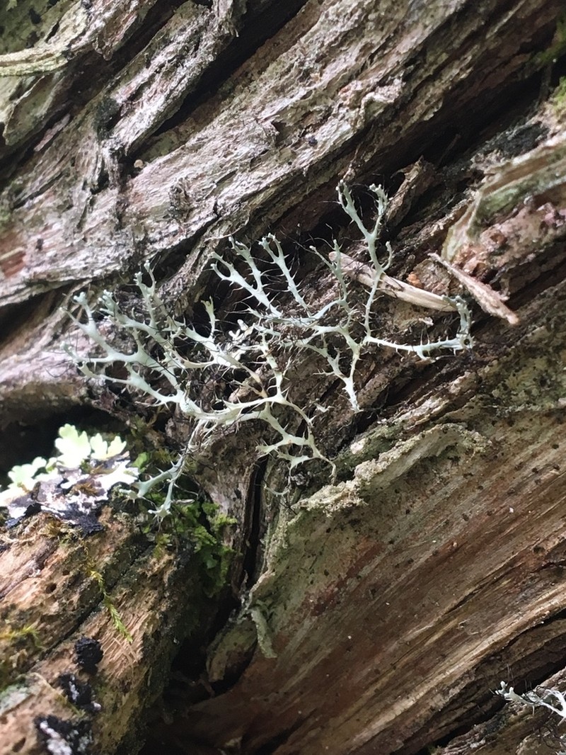 Shield Lichen photo 5