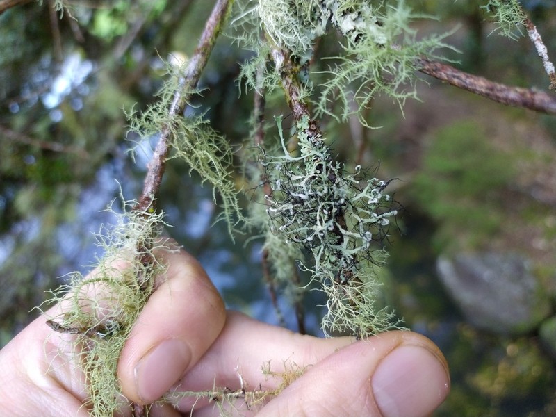 Shield Lichen photo 6