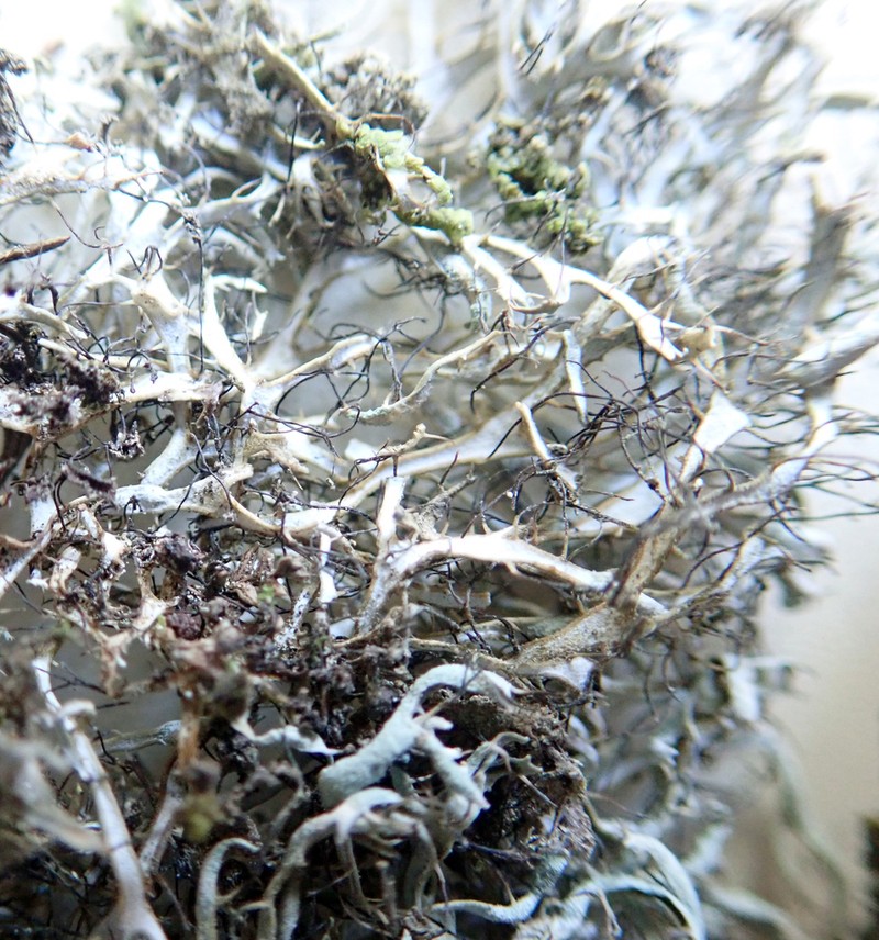 Shield Lichen photo 7
