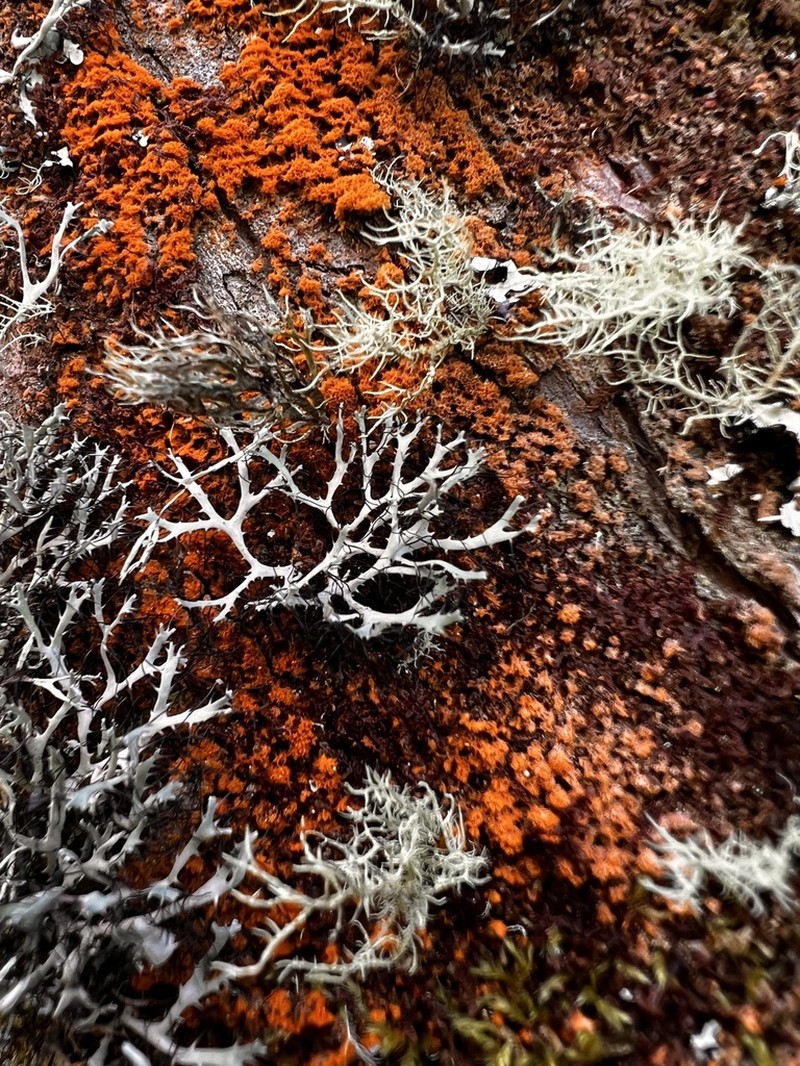 Shield Lichen photo 8