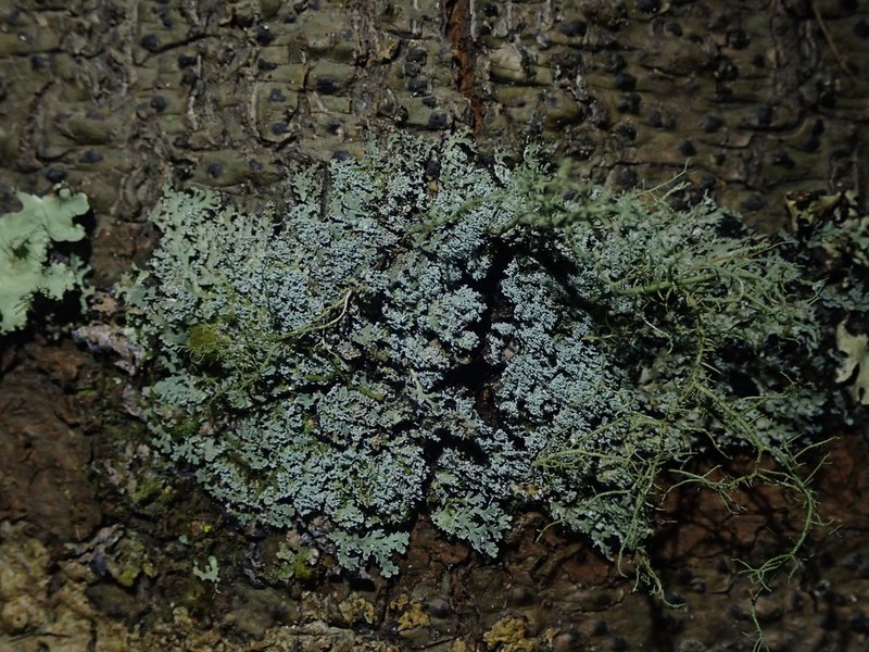 Smallleaf Shield Lichen