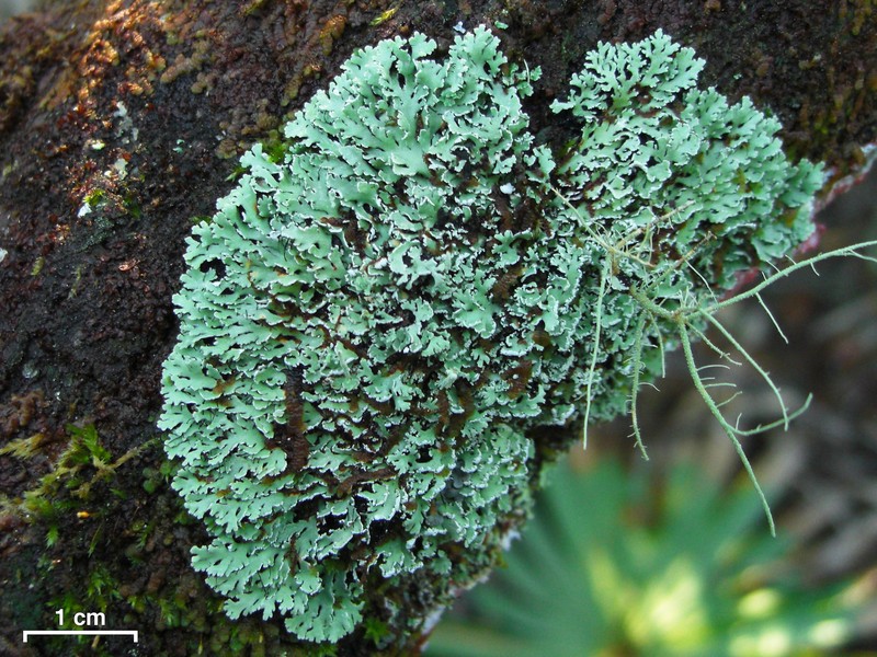 Blue Ridge Shield Lichen