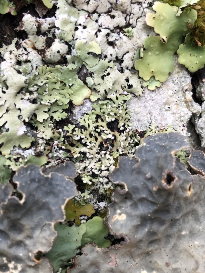 Blue Ridge Shield Lichen