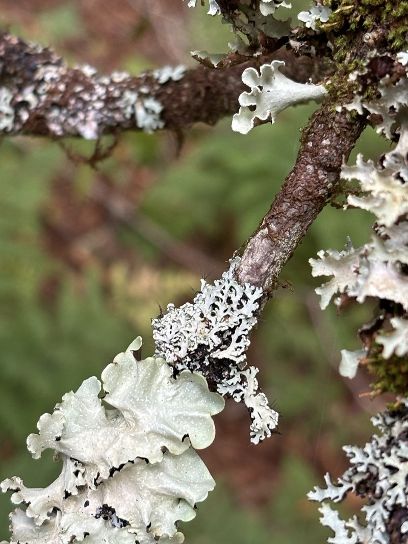 Blue Ridge Shield Lichen photo 2