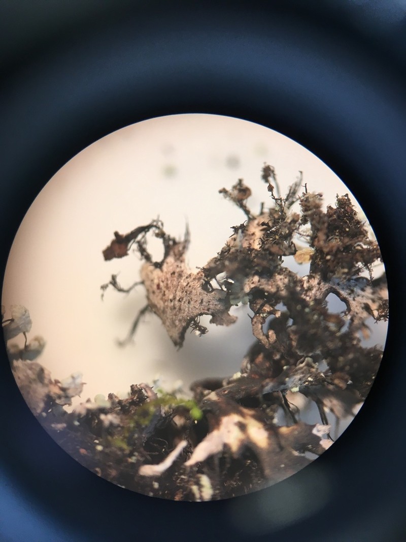 Blue Ridge Shield Lichen photo 3