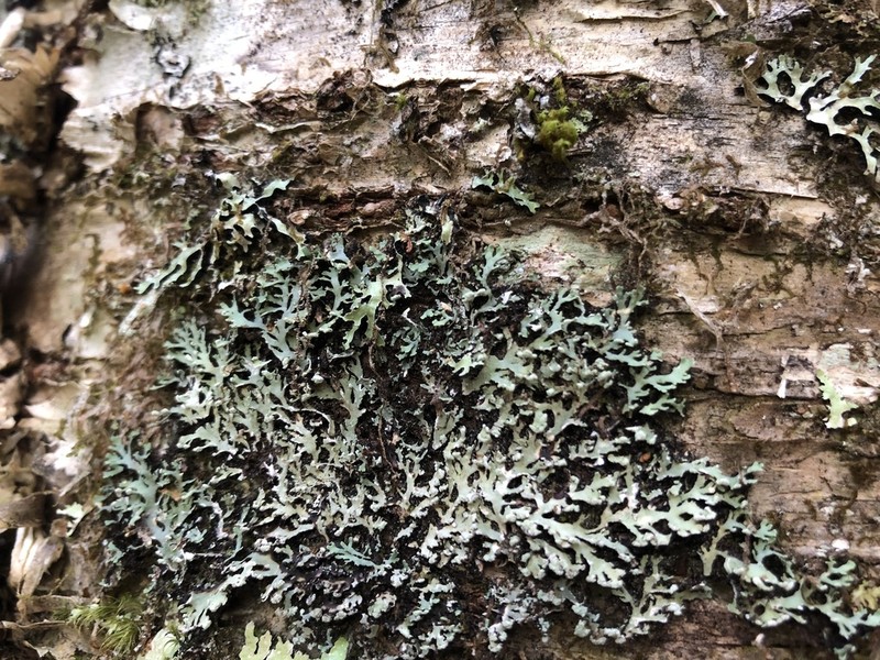 Blue Ridge Shield Lichen photo 4