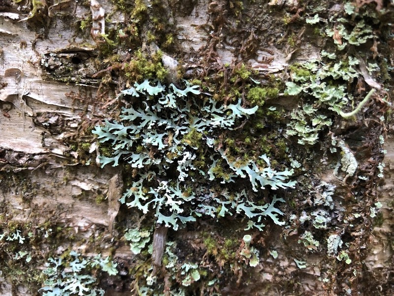 Blue Ridge Shield Lichen photo 5