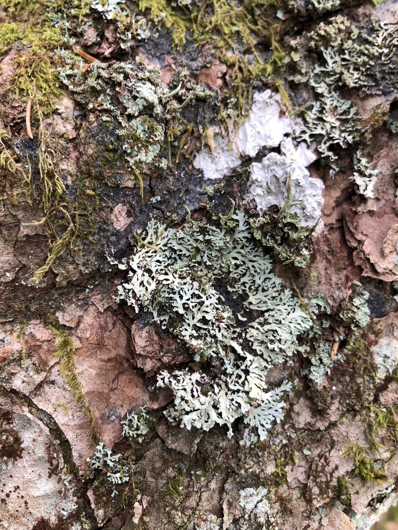 Blue Ridge Shield Lichen photo 6