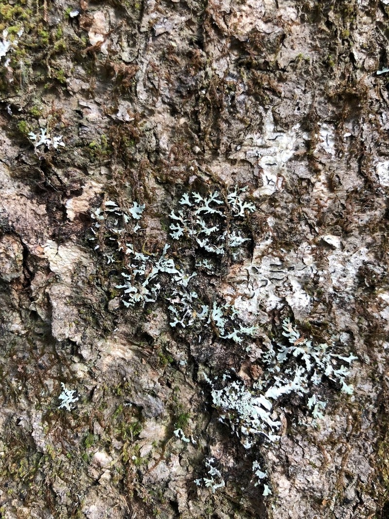 Blue Ridge Shield Lichen photo 7