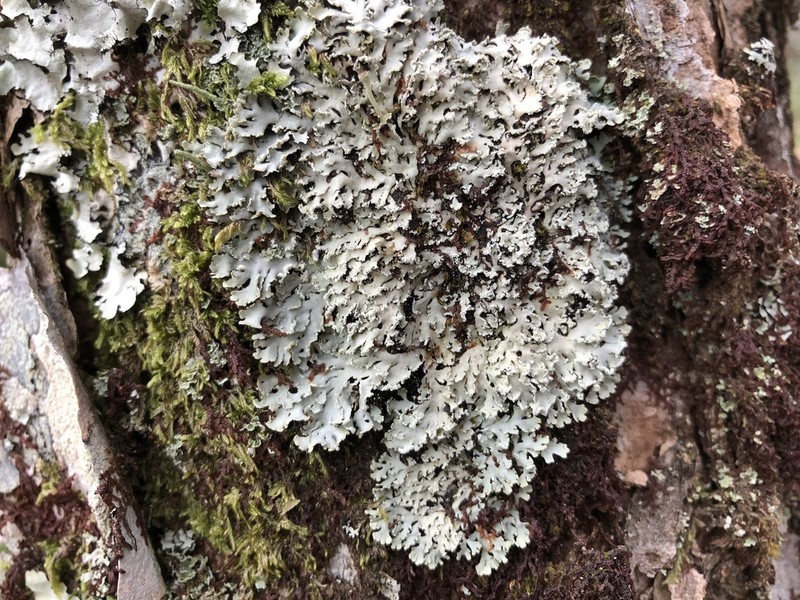 Blue Ridge Shield Lichen photo 8