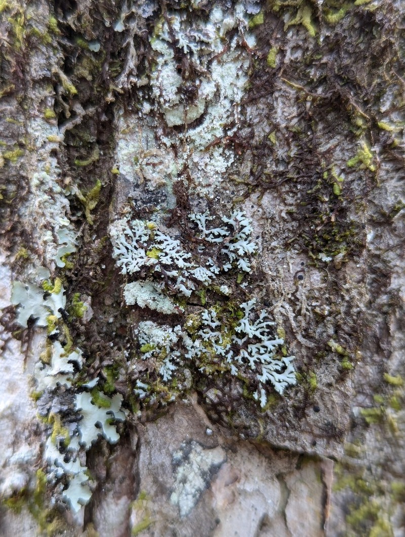 Obscure Shield Lichen