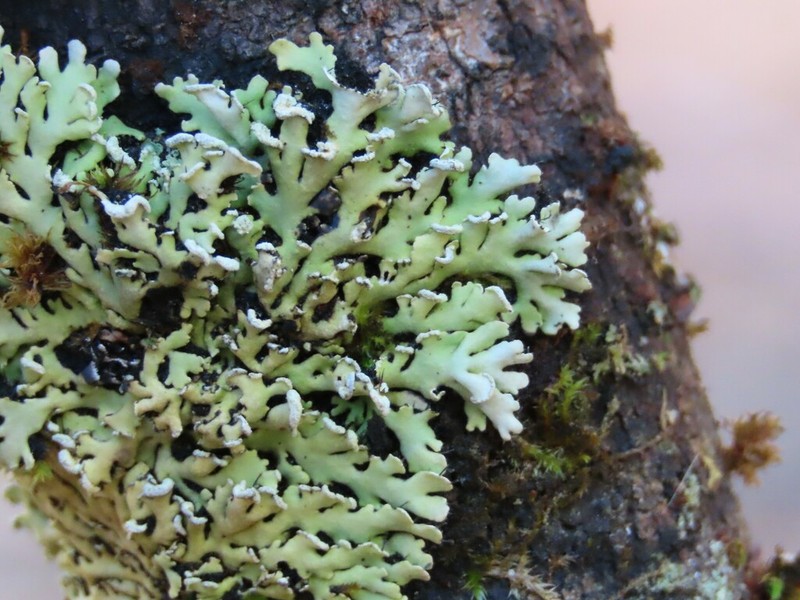 Obscure Shield Lichen photo 2