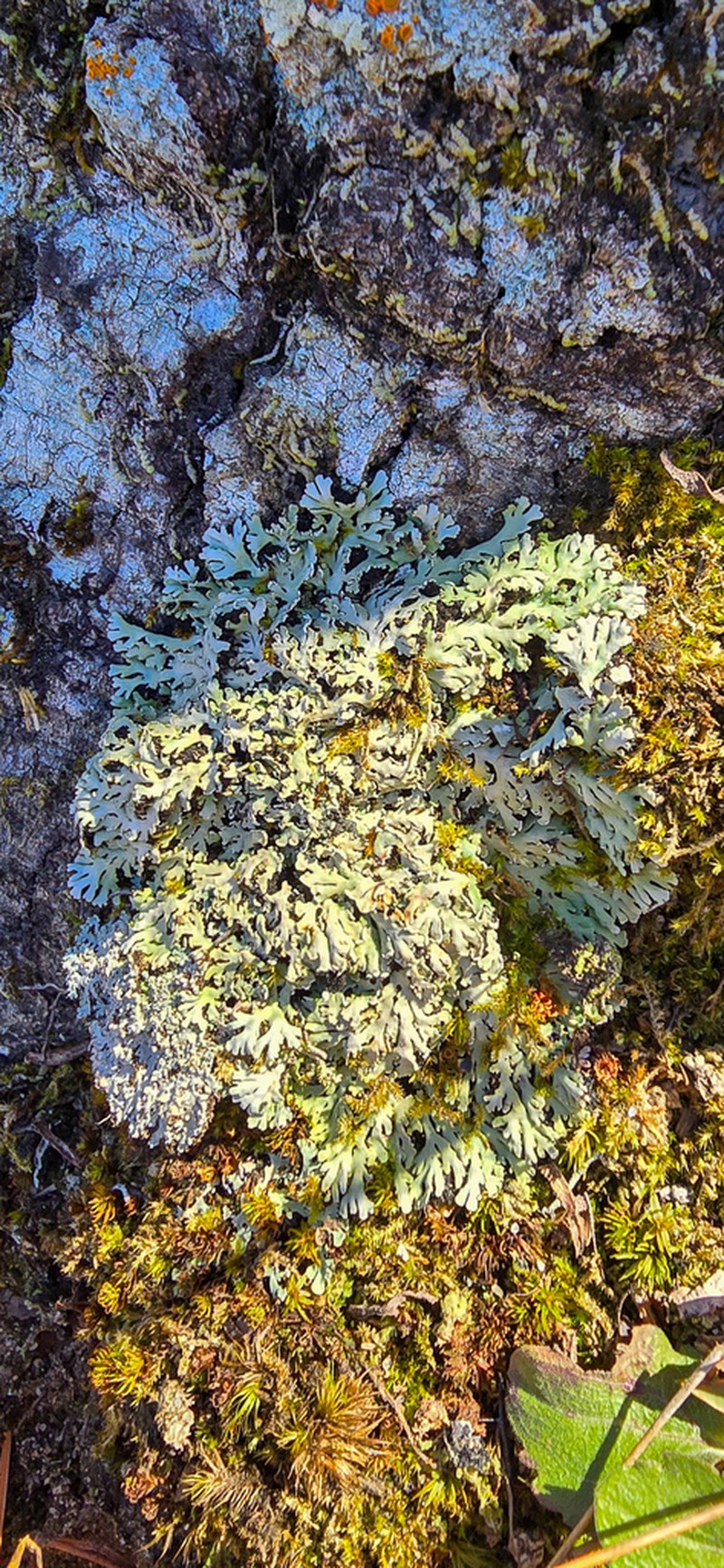 Obscure Shield Lichen photo 3