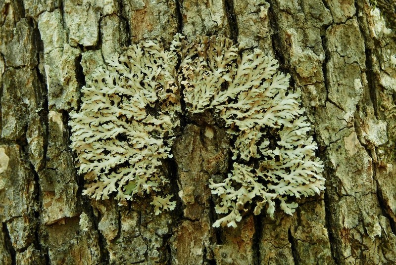 Obscure Shield Lichen photo 4