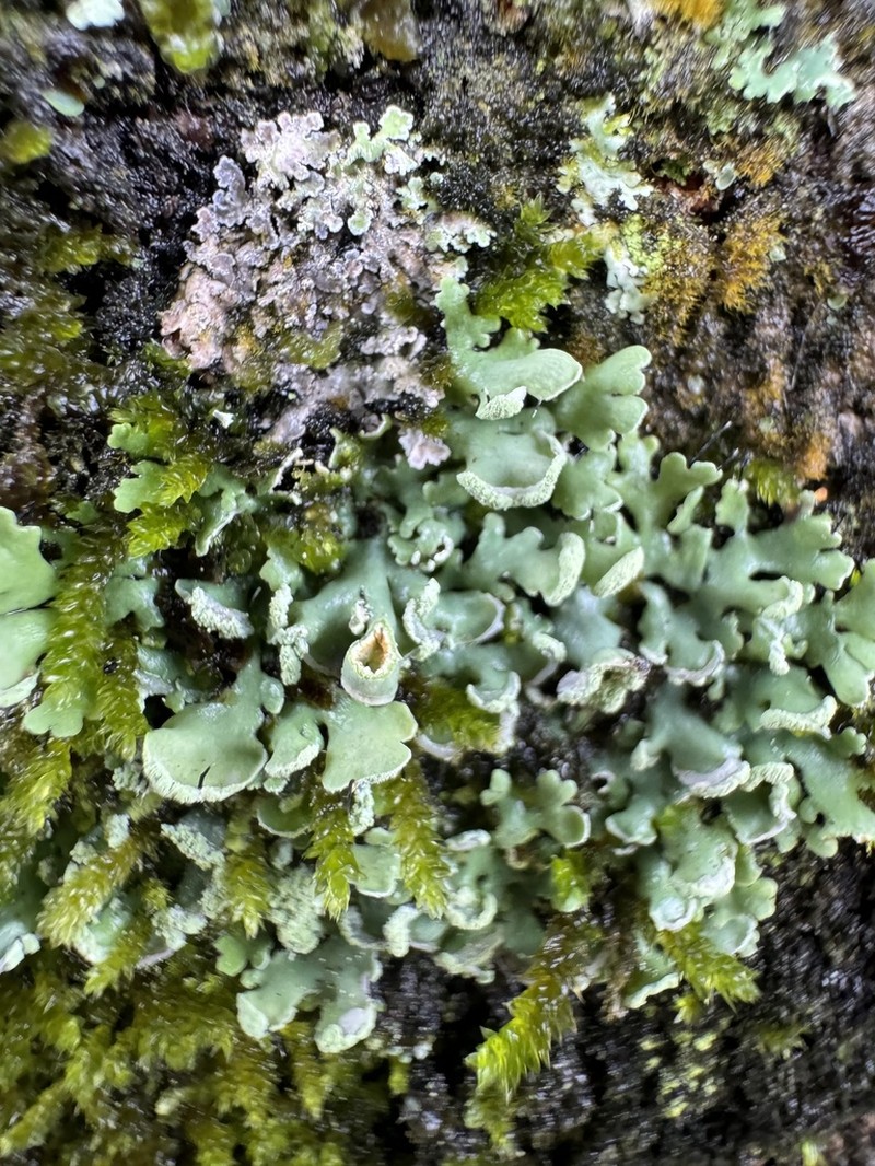 Obscure Shield Lichen photo 5