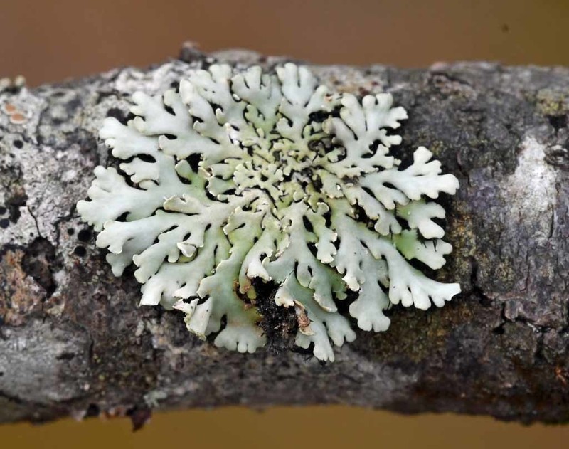 Obscure Shield Lichen photo 6