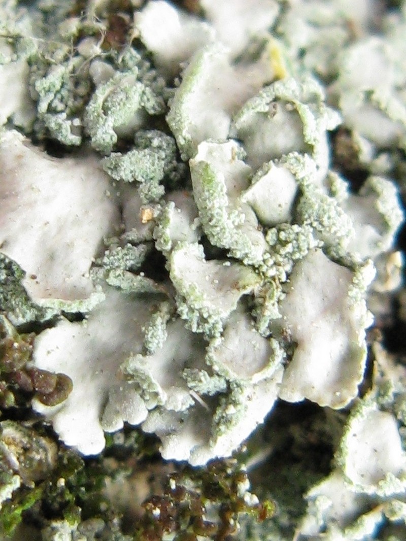 Obscure Shield Lichen photo 7