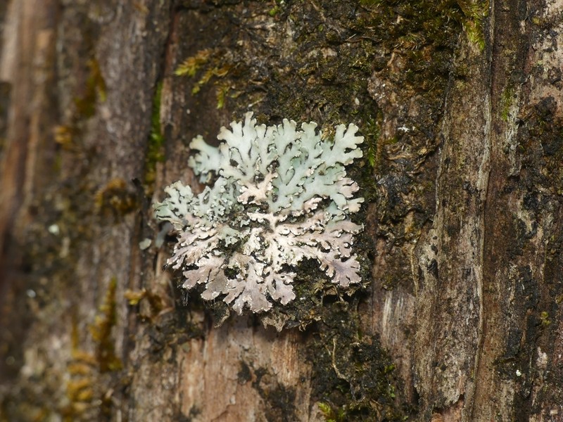 Obscure Shield Lichen photo 8