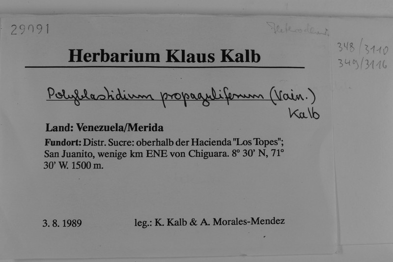Heterodermia propagulifera