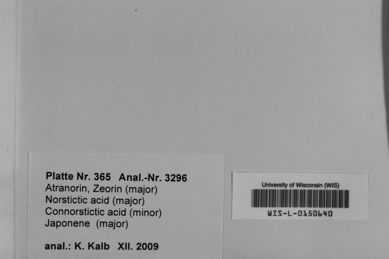Heterodermia propagulifera photo 2