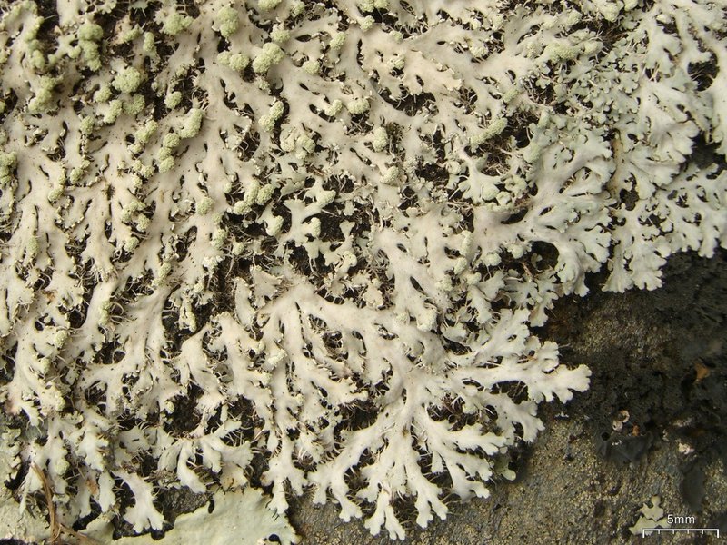 Shield Lichen