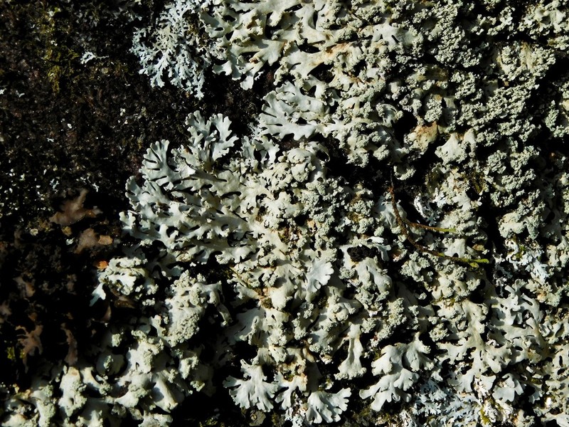 Shield Lichen
