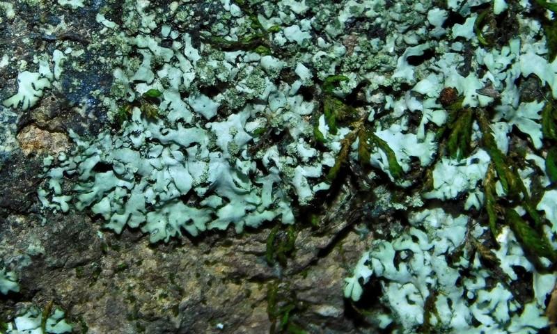 Shield Lichen photo 2