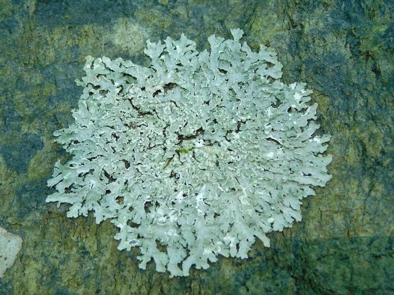 Shield Lichen photo 3