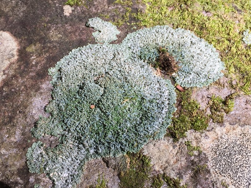 Shield Lichen photo 4