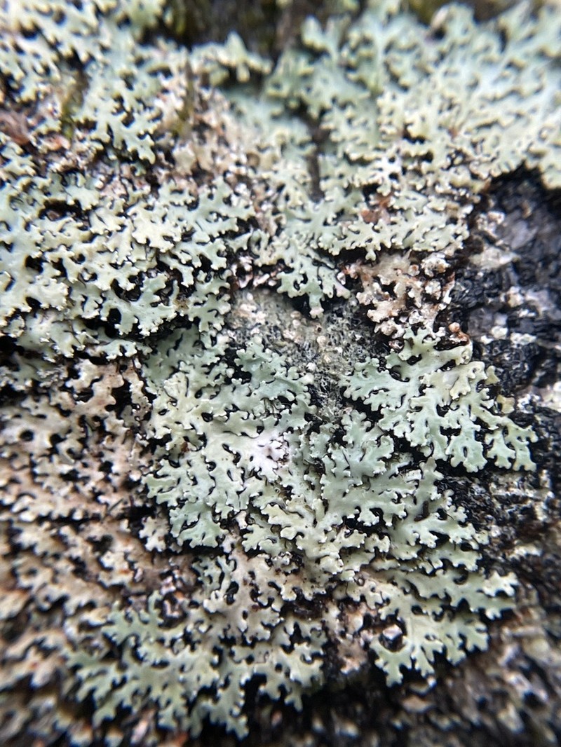 Shield Lichen photo 5