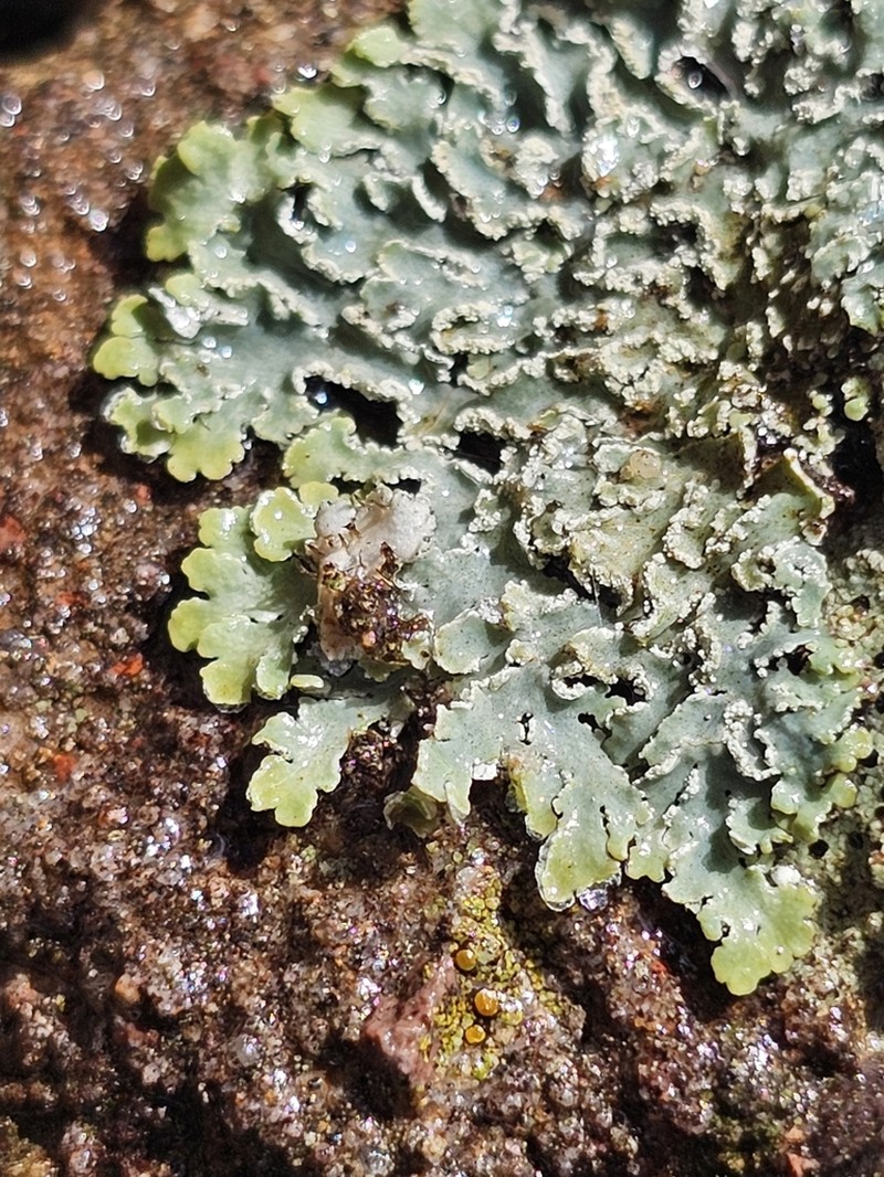 Shield Lichen photo 6