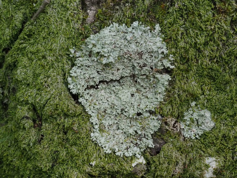 Shield Lichen photo 7