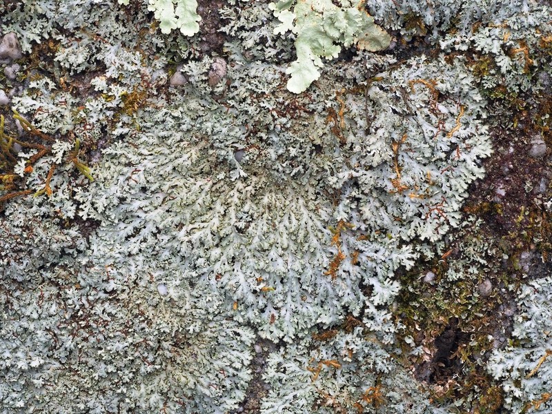 Shield Lichen photo 8
