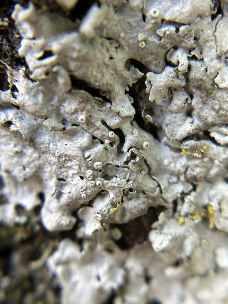 Rugulose Shield Lichen