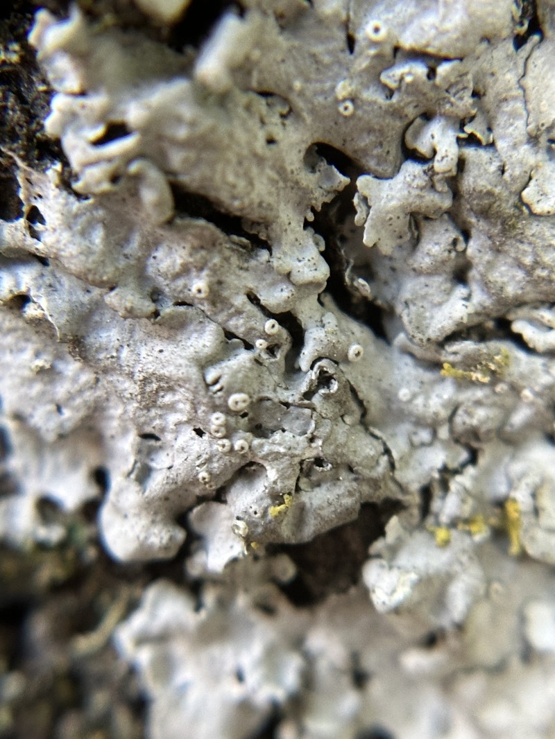 Rugulose Shield Lichen photo 2