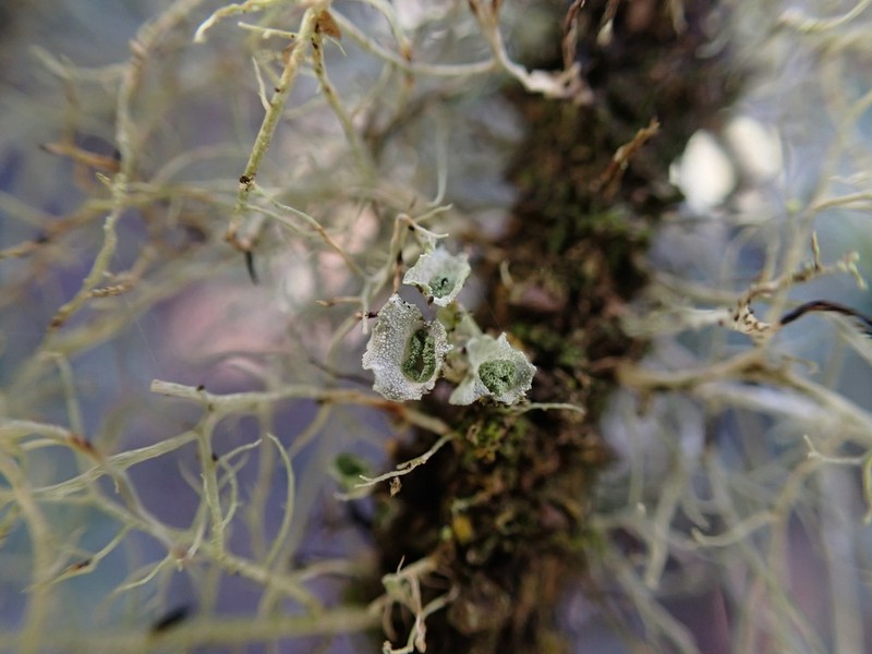 Sitka Shield Lichen