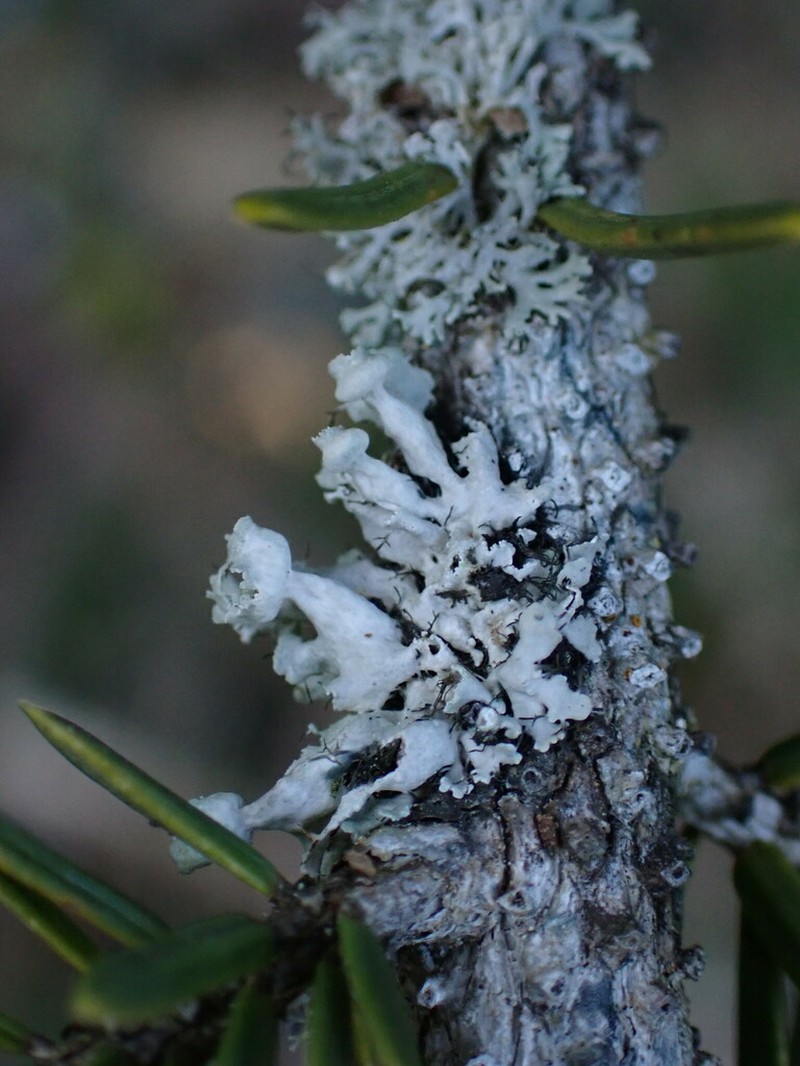 Sitka Shield Lichen photo 2