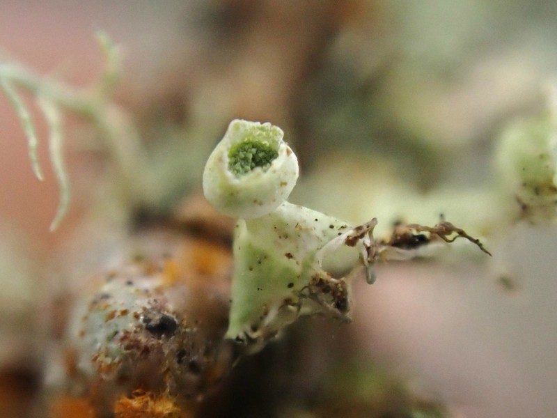 Sitka Shield Lichen photo 3