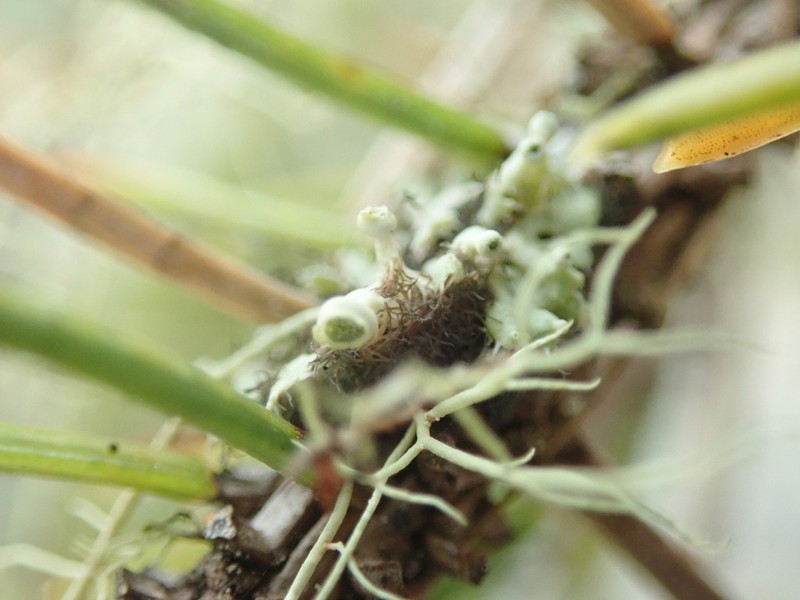Sitka Shield Lichen photo 4