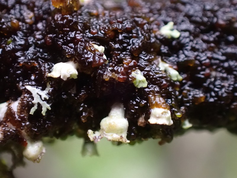 Sitka Shield Lichen photo 6