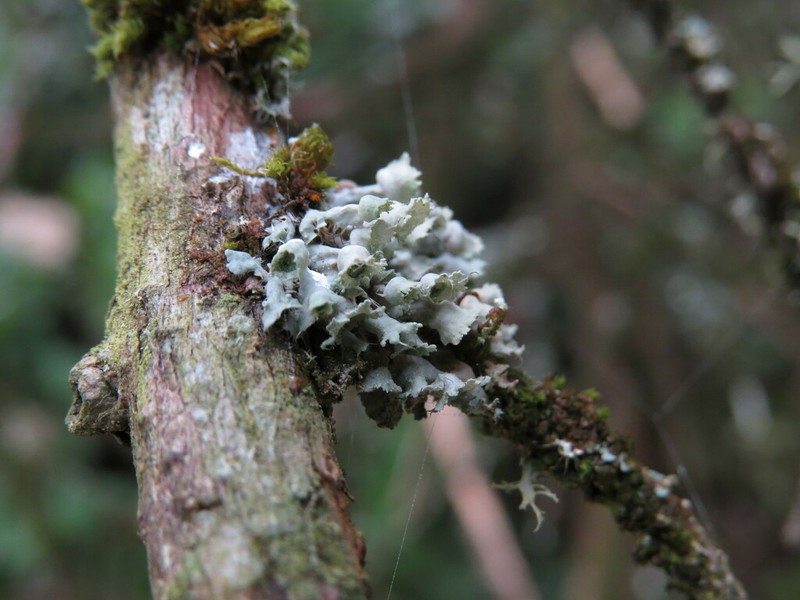Sitka Shield Lichen photo 7