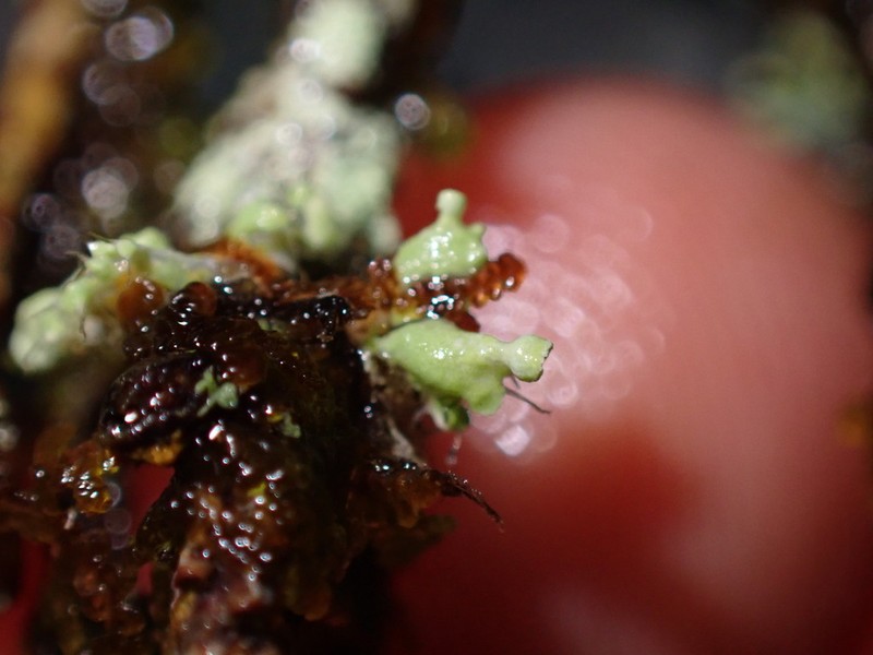 Sitka Shield Lichen photo 8