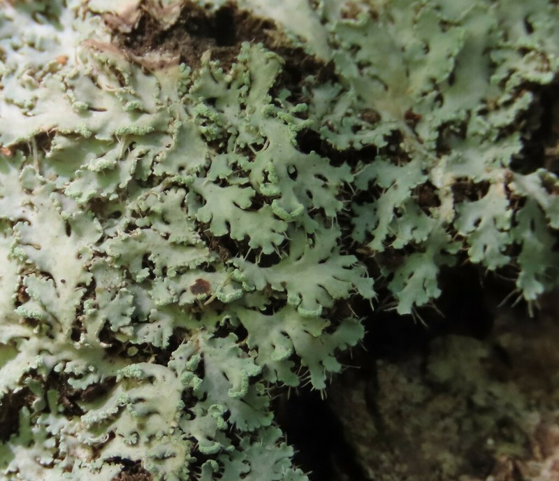 Shield Lichen