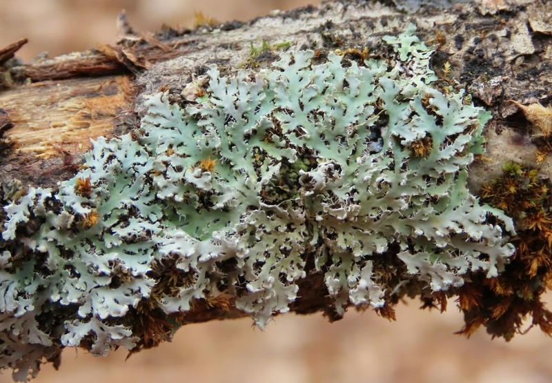 Shield Lichen photo 2