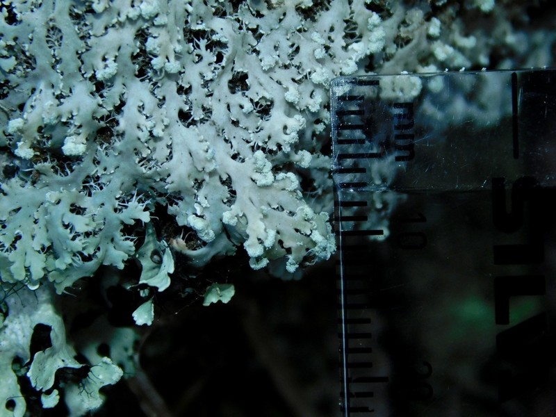 Shield Lichen photo 3