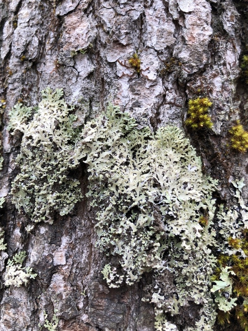 Shield Lichen photo 4