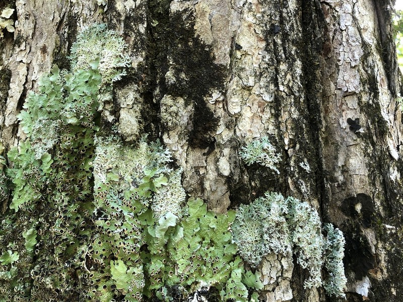Shield Lichen photo 5