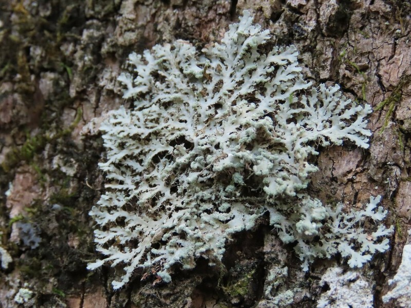 Shield Lichen photo 6